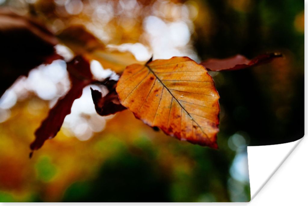 MuchoWow Poster Buche - Herbst - Laub 30x20 cm - Plakate - Print