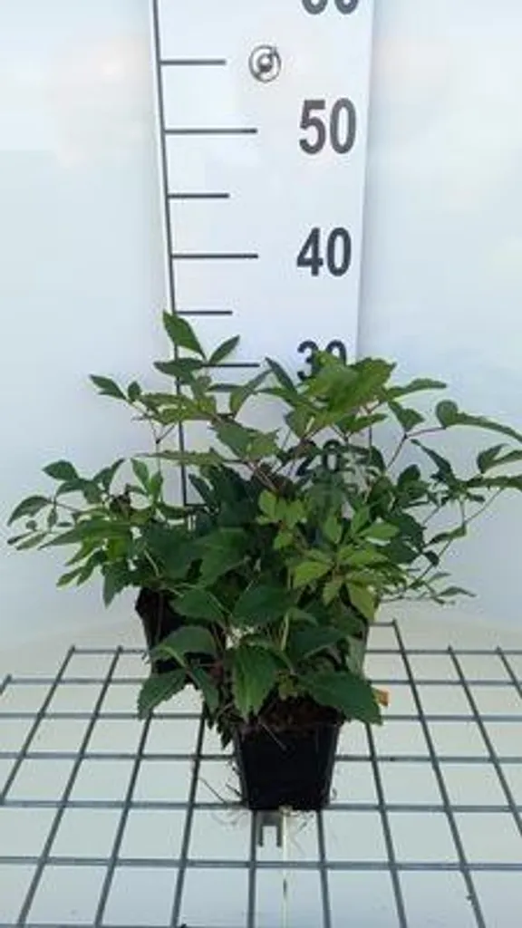 Astilbe Anita Pfeifer - Lot de 6 Plantes Vivaces de Terre de Bruyère