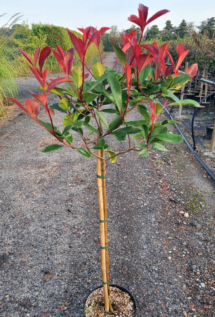 Photinia xfraseri 'red Robin' Glanzmispel Hochstamm 80-100