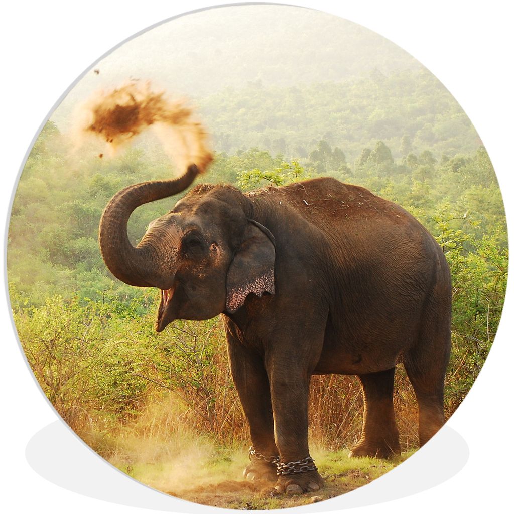 MuchoWow Rundes Wandbild - Runde Bilder Elefant - Tiere - Wald - Bäume Ø 60 cm Kreis Wanddekoration Kunststoff - Wandkreis - Wandschmuck - Wand...
