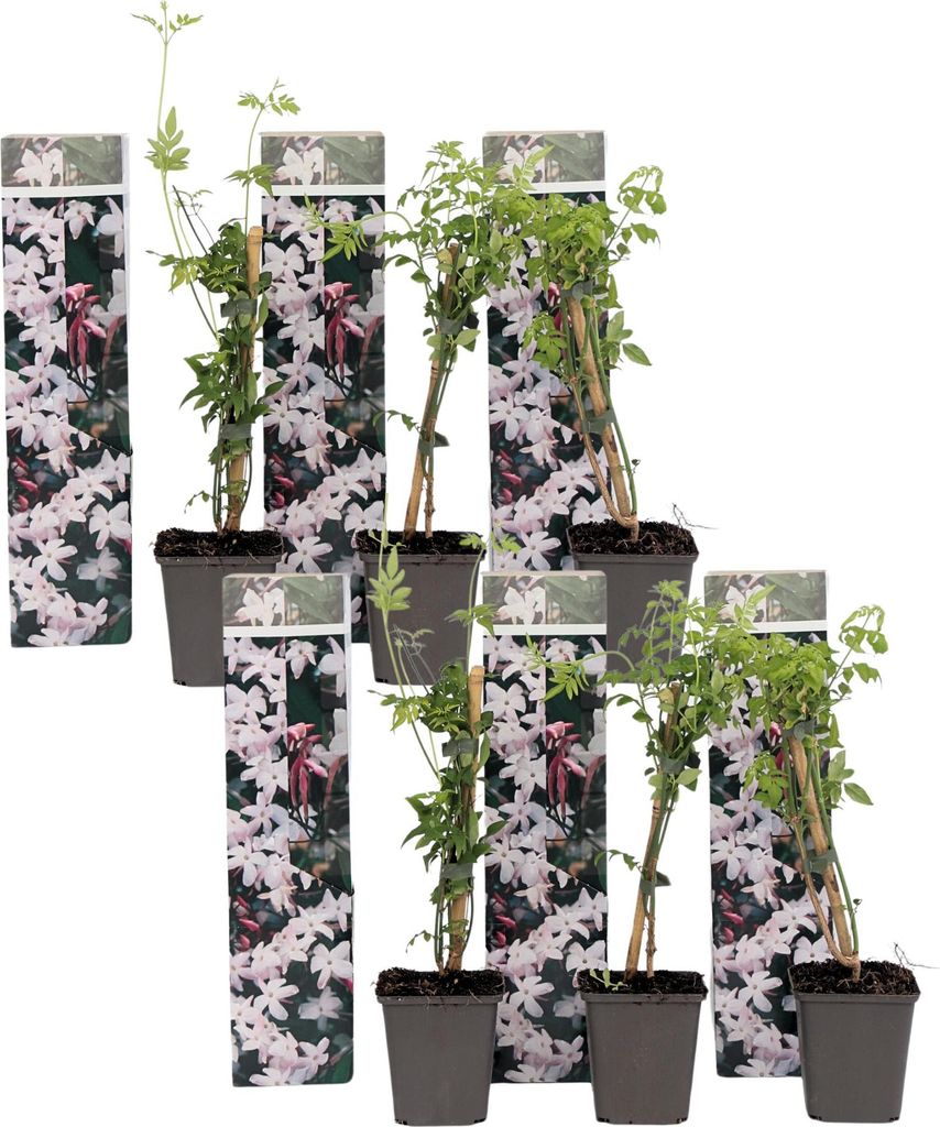 Jasmin - 6 Stk - Jasminum 'Officinale'  - Höhe 25-40cm - Produktbild 