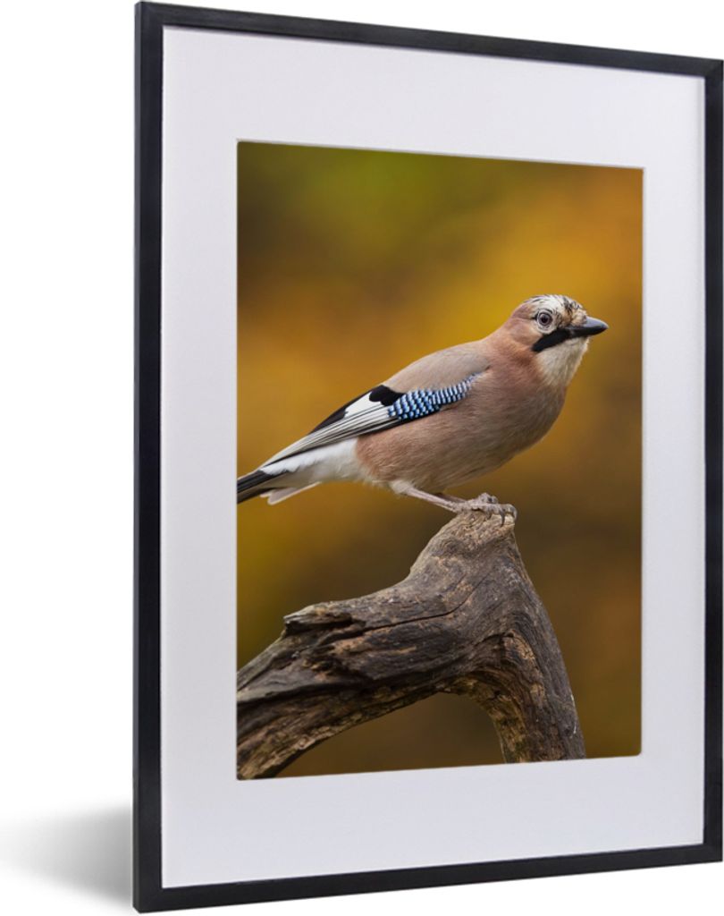 MuchoWow Gerahmtes Poster Vogel - Zweig - Eichelhäher 30x40 cm - Poster mit Schwarzem Bilderrahmen Wandposter Rahmen Foto Bilder - Wandposter Sc...