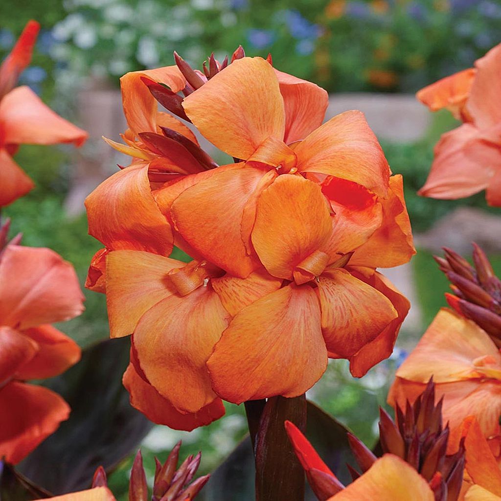 Canna Blüten Knolle Töpfe Garten Kanna Panache Black 1 St. Produktbild 