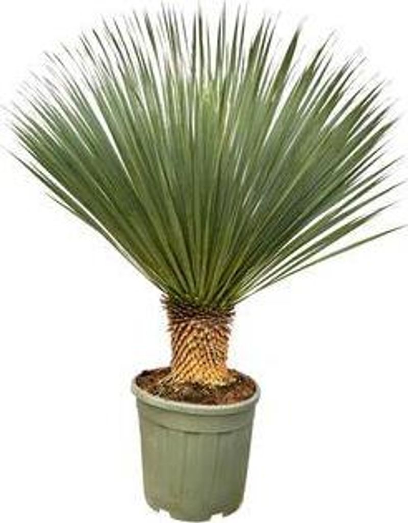 Palmlilie – Yucca Rostrata – Zimmerpflanze – ca. 120cm hoch – Exotische Wüstenpflanze mit blaugrüner Krone – Pflegeleicht, trockenheits...