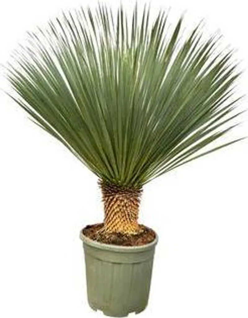 Plante d'intérieur Yucca Rostrata : Arbuste Exotique Résistant au Froid
