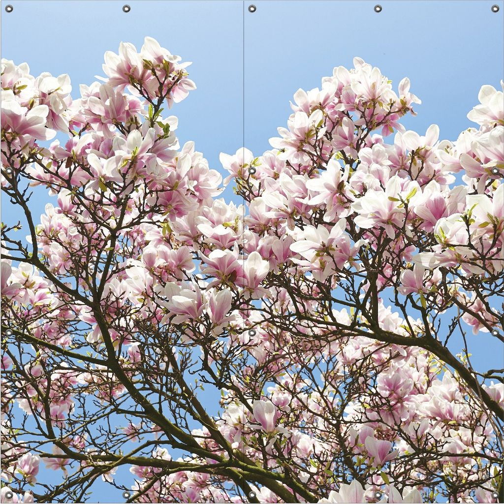 Wallario Outdoor-Poster für Garten oder Balkon, Motiv Schöne rosa Magnolien-Blüten vor blauem Himmel, in ca. 180 x 180 cm