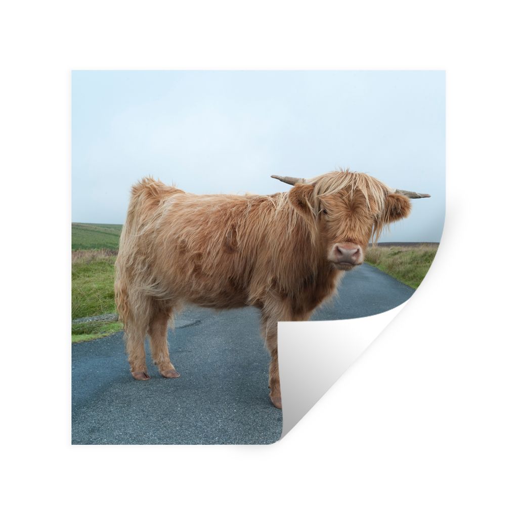 MuchoWow Wandtattoo Wandsticker Wandaufkleber Scottish Highlander - Straße - Gras 80x80 cm Selbstklebend und Repositionierbar - Wierderverwendba...