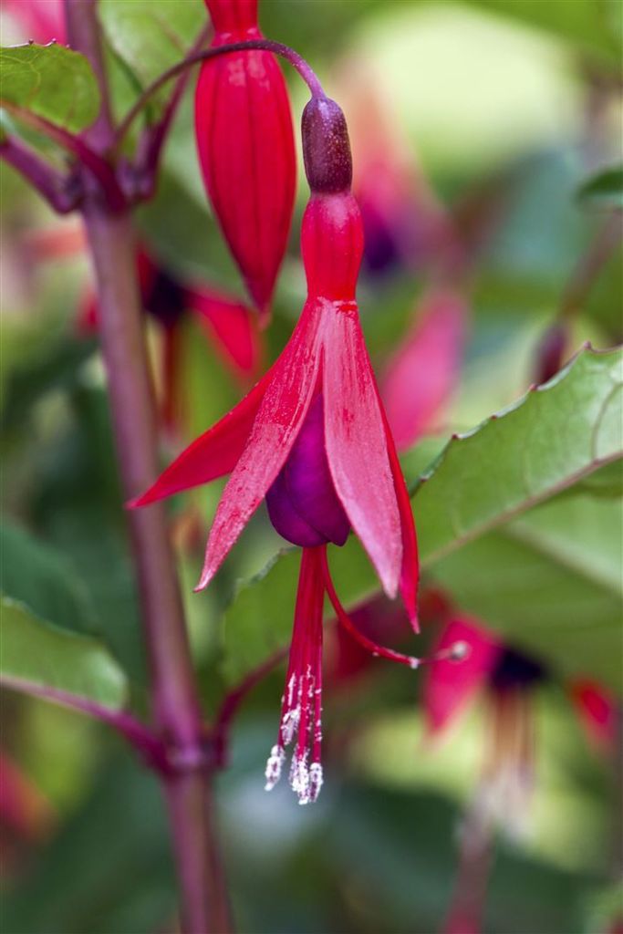 Fuchsia magellanica 'M.Popple', Fuchsie, rot-violett, ca. Produktbild 