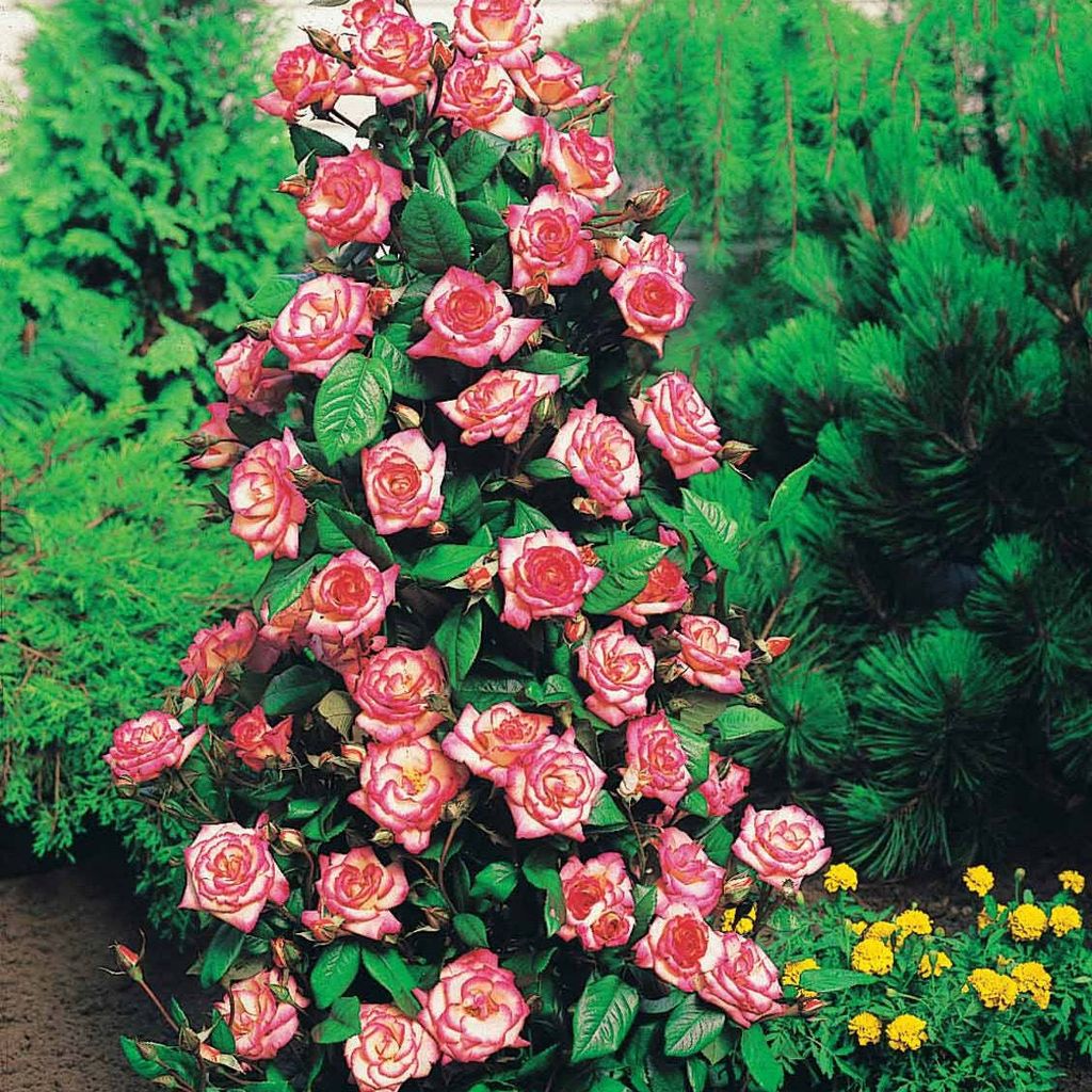 Mytinyworld Puppenhaus-Tapete – 5 Stück Dunkelrosa Kletterrose, 1:12 Maßstab, 200 G/m²