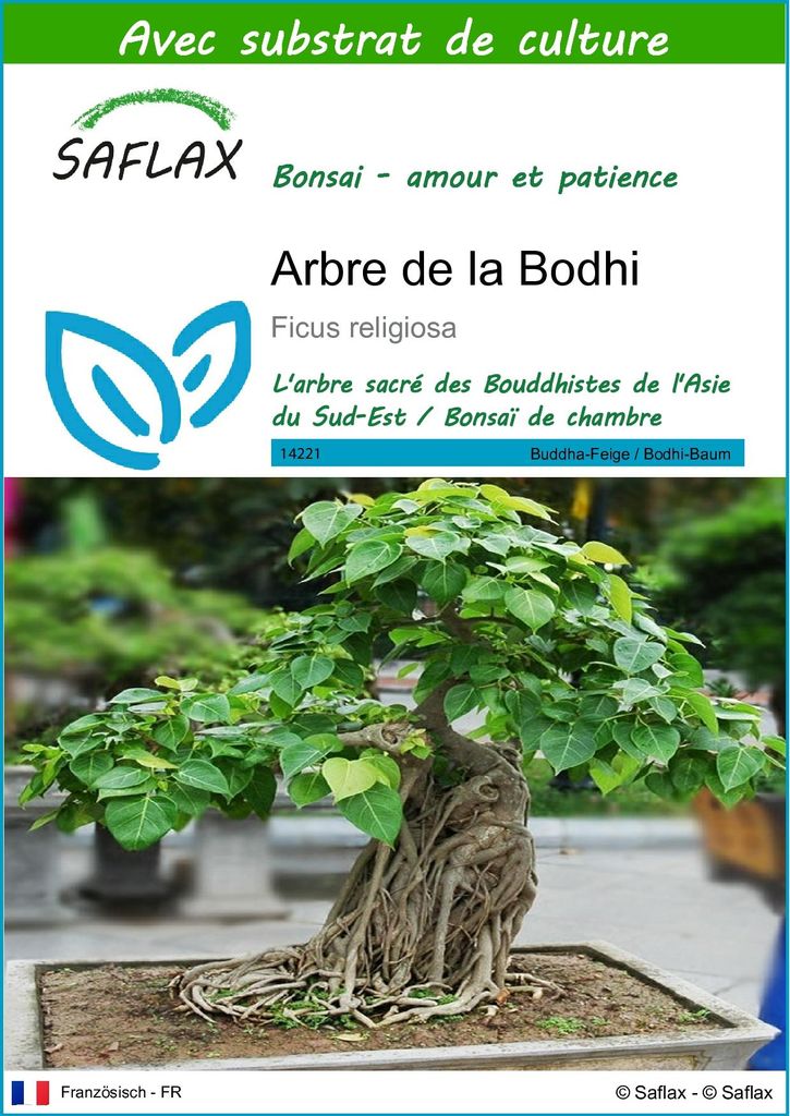 SAFLAX  - Arbre de la Bodhi - 100 graines - Avec substrat - Image du produit 