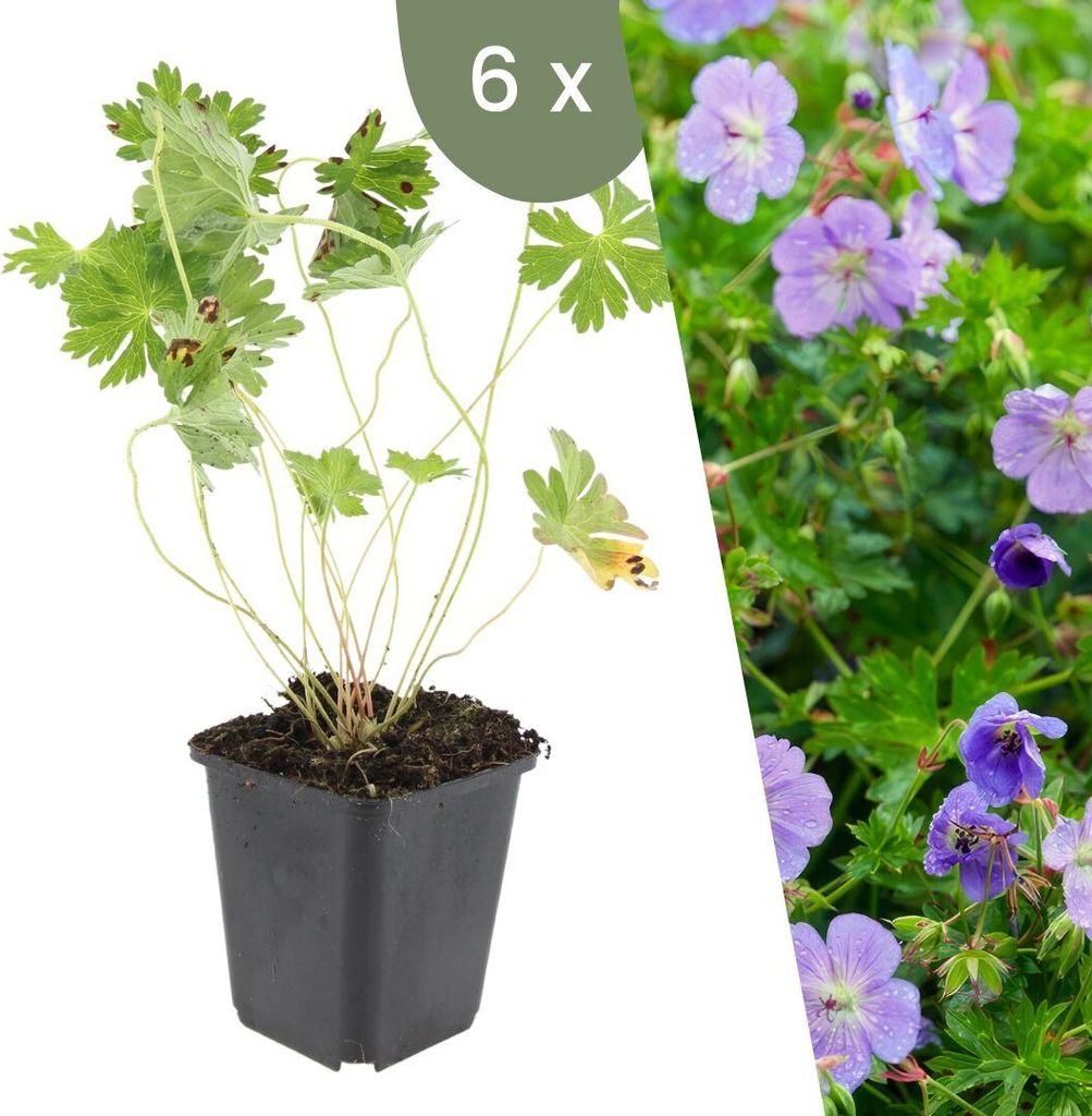 Plants by Frank | 6 Storchschnabel Pflanzen | Geranium 'Rozanne' | Bodendecker Winterhart | Stauden Winterhart | Gartenpflanzen Winterhart