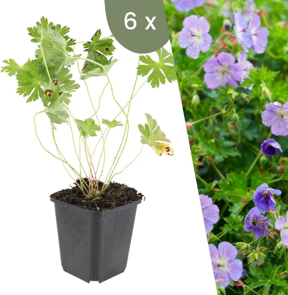 Géranium vivace Rozanne Plants by Frank - Lot de 6 plants rustiques