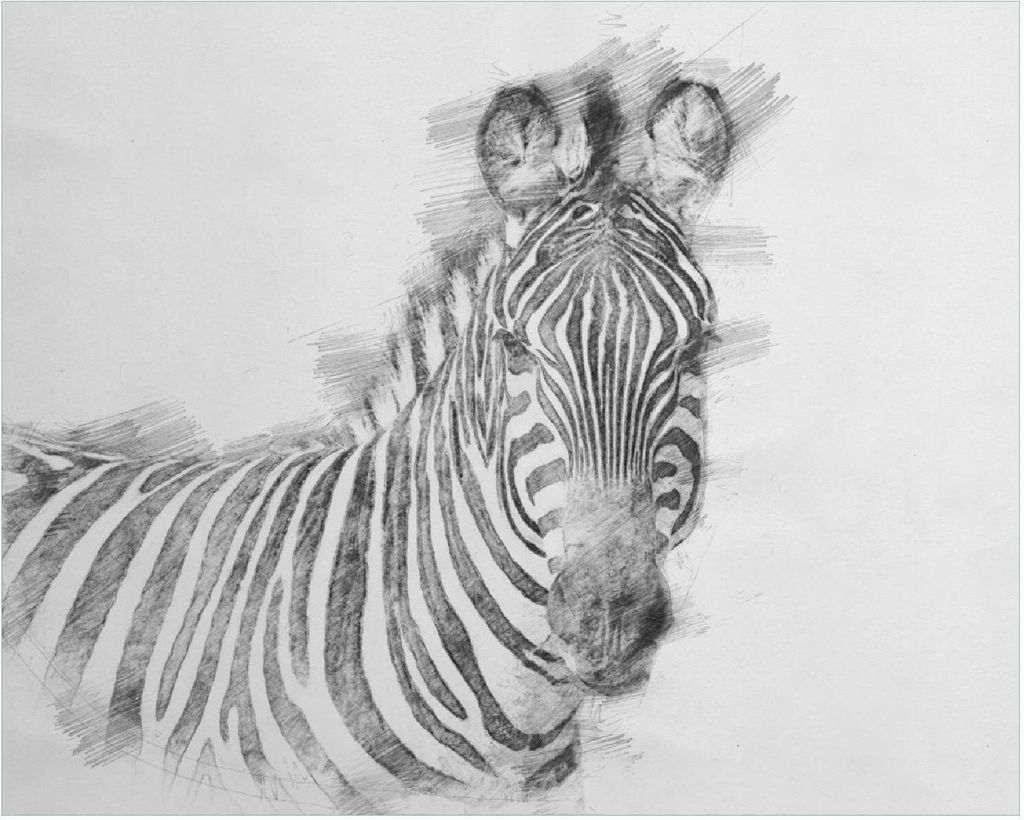 Wallario Poster - Zebra in schwarz weiß - Bleistift Zeichnung, Kunstdruck Größe: 40 x 50 cm
