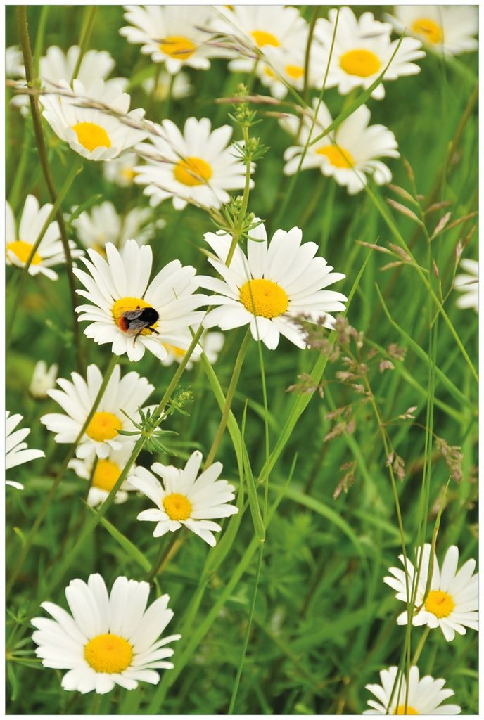 Wallario Premium Glasbild, freischwebende Optik, kräftige Farben, Größe 90 x 60 cm Motiv Margeritenwiese