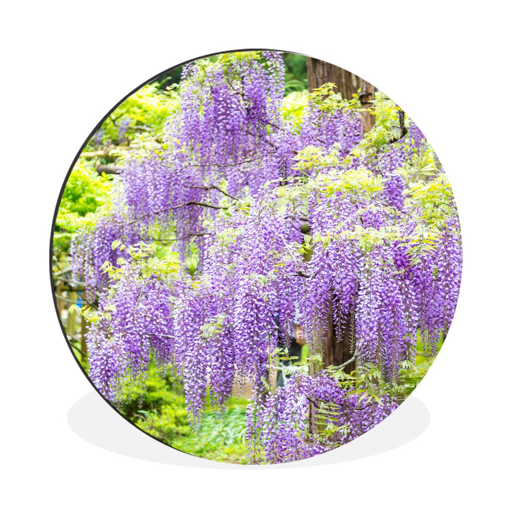 MuchoWow Aluminium Wandkreis Lila Glyzinie auf grünem Hintergrund Ø 90 cm Wanddeko Modern Wohnzimmer - Mauerkreis - Wandbilder - Runde Bild - B...
