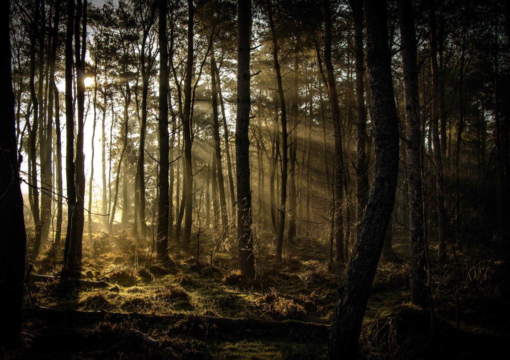 hansepuzzle 26854 - Waldlichtung Puzzle, 260 Teile, Natur, 41,0 x 28,0cm mit hochwertiger Aufbewahrung, Kartonbox und wiederverschließbarem Beutel