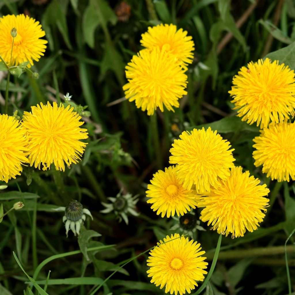 Löwenzahn Kultivierter Samen - Taraxacum officinale - Produktbild 5