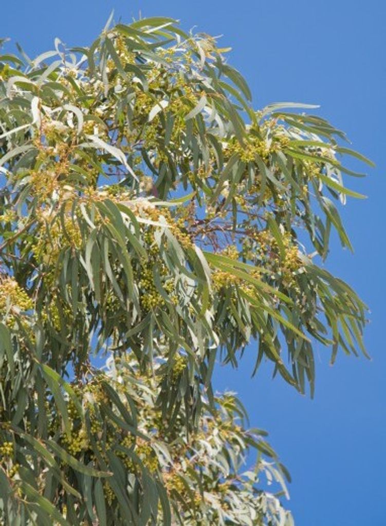 Schnee Eukalyptus - 30 Samen Produktbild 