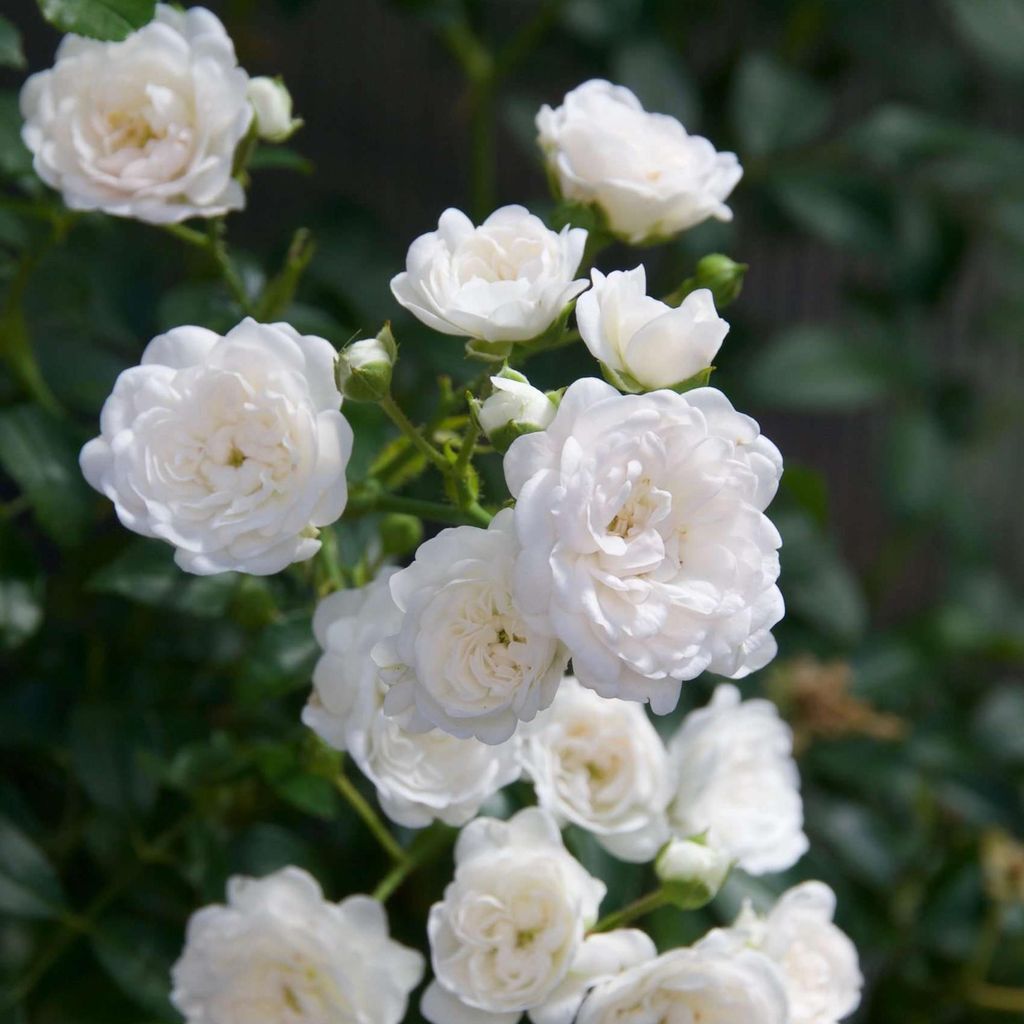 Rose Rosa White Fairy winterhart weiß 20-25cm 12cm für Garten Balkon Terrasse Beet weiße Beetrose dauerblühend bienenfreundlich pflegeleicht ko...