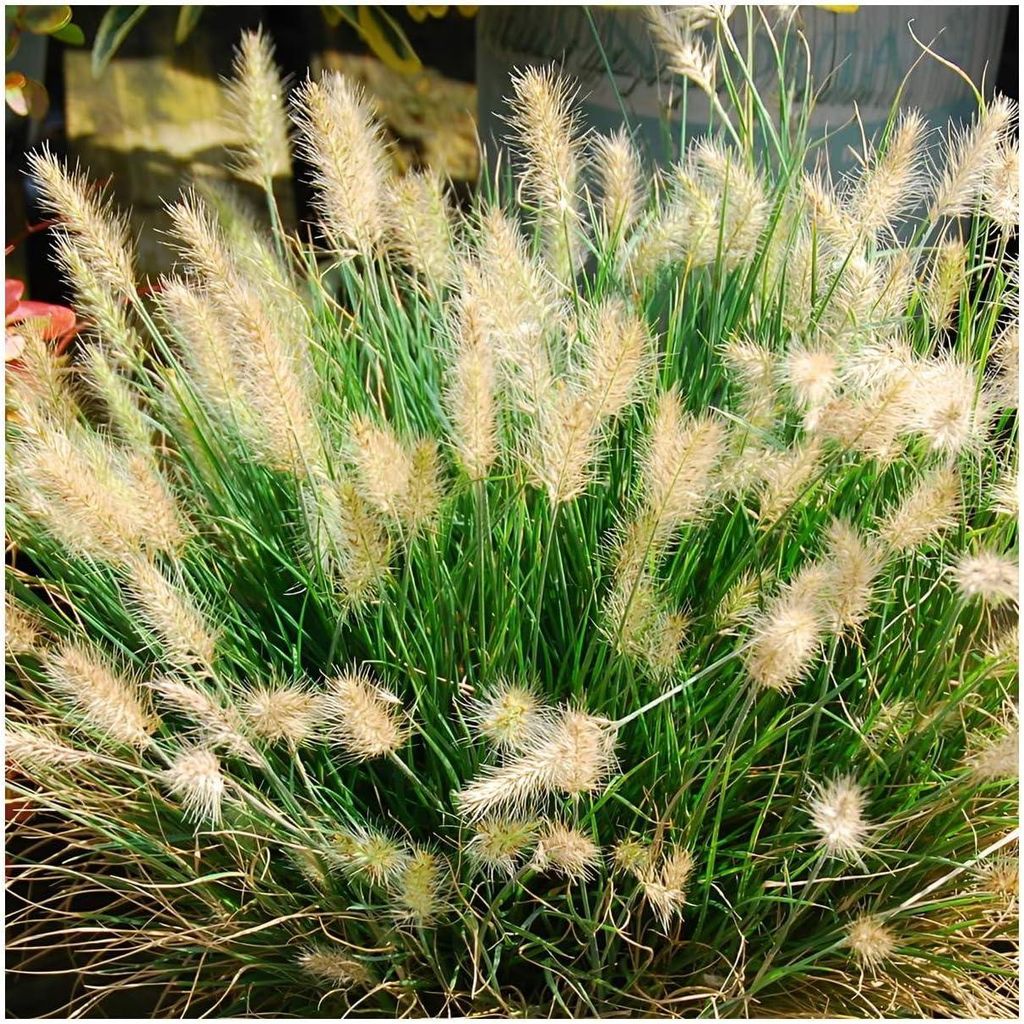 Stauden Gänge 5 x Pennisetum alopecuroides 'Little Honey' im 1 Liter Topf - Zwerg Lampenputzergras - Süße Eleganz für kleine Beete - Winterhart