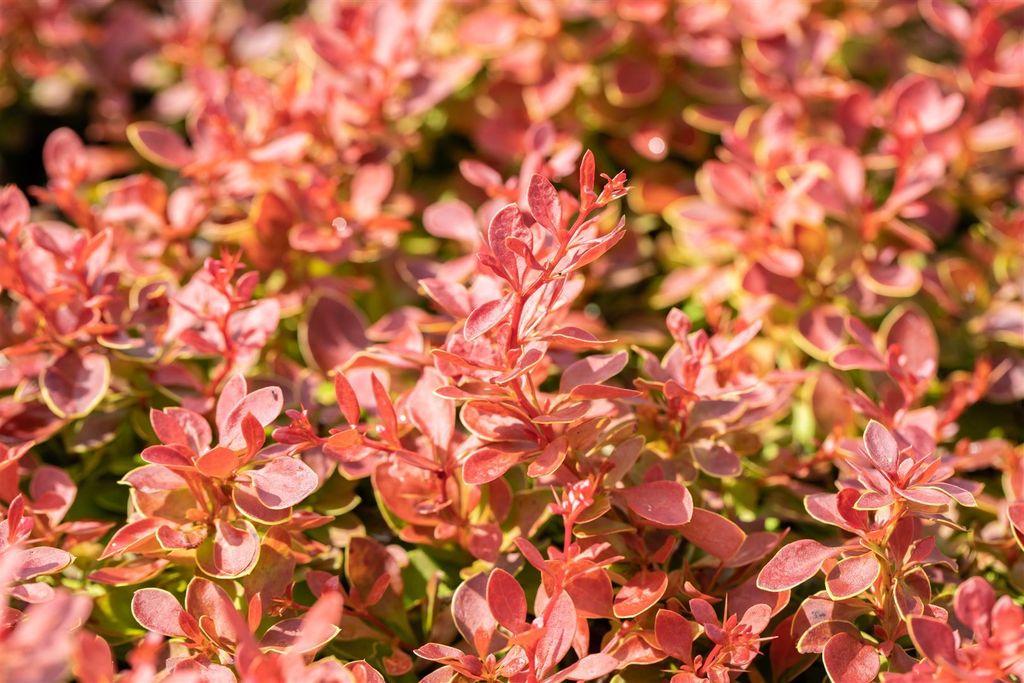 Berberis thunbergii 'Coral', Rote Heckenberberitze, 25–30 cm