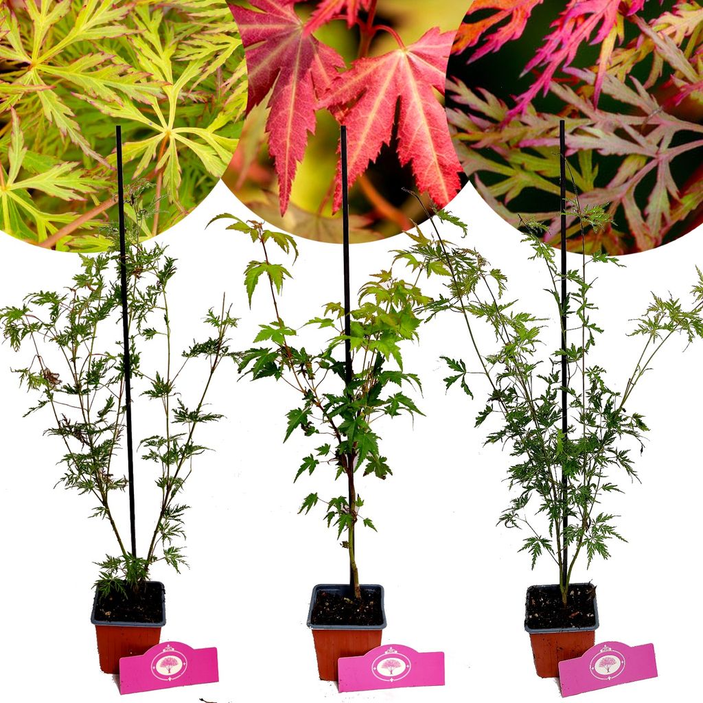 A collage of three potted Japanese maple saplings, with close-ups of their leaves in different colors at the top.