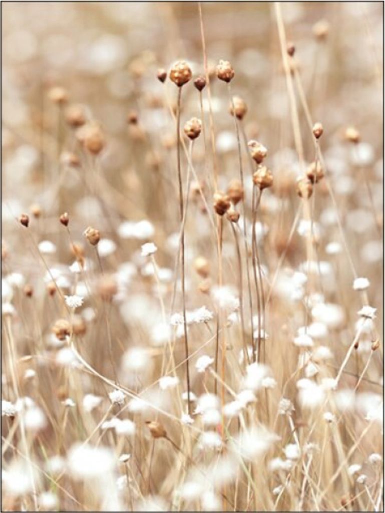 TPFLiving Kunstdruck LW-15 (OHNE RAHMEN) Poster - Leinwand - Wandbild - Hochauflösender Giclée-Druck, langlebig und hochwertig - Herbstlandschaft...