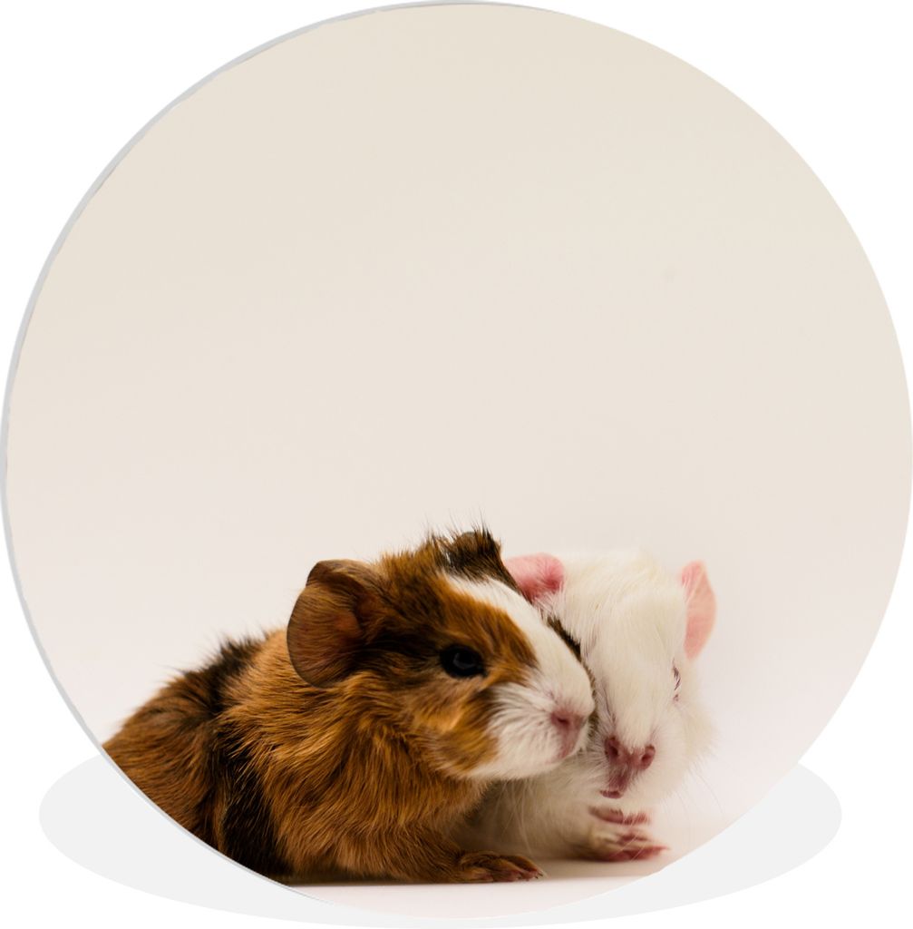 MuchoWow Rundes Wandbild - Runde Bilder Zwei knuddelige, einen Tag alte Baby-Meerschweinchen Ø 30 cm Kreis Wanddekoration Kunststoff - Wandkreis...