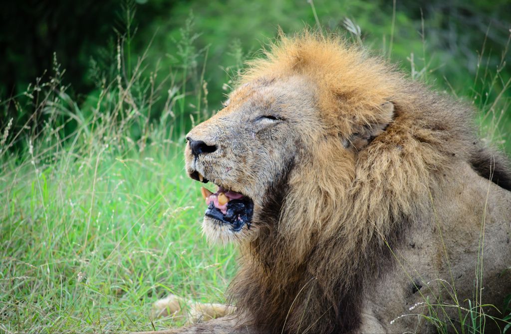 hansepuzzle 84167 - Löwe Puzzle, 500 Teile, Natur, 46,0 x 30,0cm mit hochwertiger Aufbewahrung, Kartonbox und wiederverschließbarem Beutel