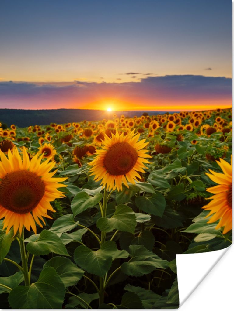 MuchoWow Poster Blumen - Nacht - Sonnenuntergang - Sonnenblume - Horizont 30x40 cm - Wandplakat - Poster Kinderzimmer