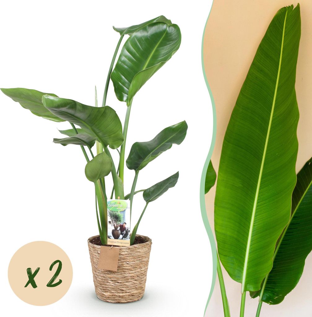 Green boutiQ - Zimmerpflanzen - Stelitzia Nicolai - Paradiesvogelblume - Wenig Pflege - mit Korb - Grün - 2 Pflanzen - Topf 17cm - Höhe 70-90cm