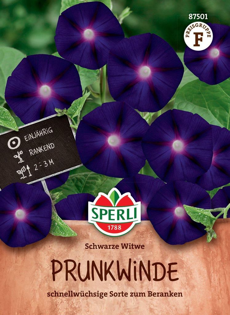 SPERLI Prunkwindensamen Schwarze Witwe Ipomoea purpurea 15 Pflanzen