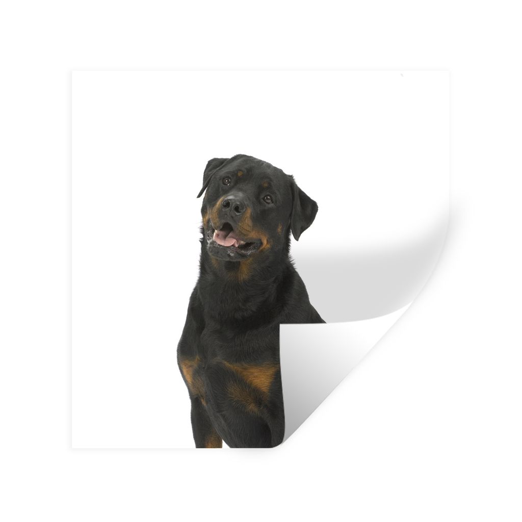 MuchoWow Wandtattoo Wandsticker Wandaufkleber Rottweiler auf weißem Hintergrund 30x30 cm Selbstklebend und Repositionierbar - Repositionierbar -...
