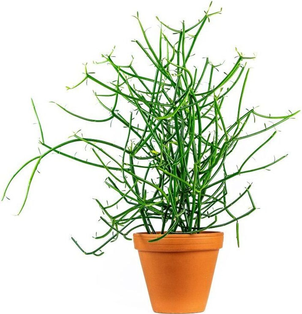 Gardners Euphorbia tirucalli, priemer 12 cm Obrázok produktu 