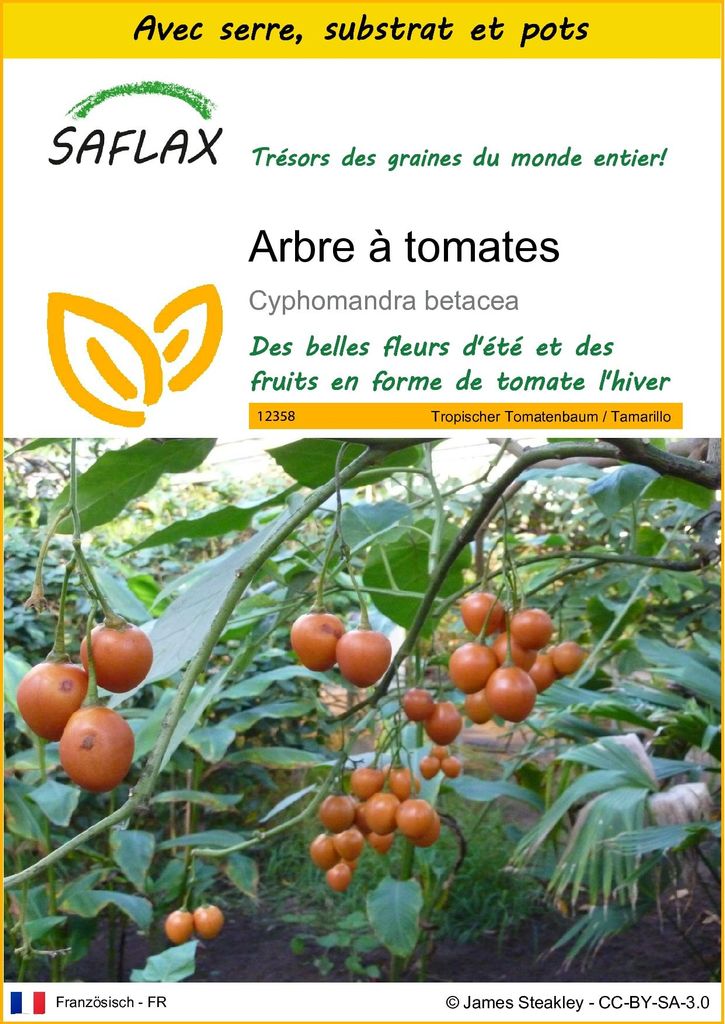 SAFLAX Ensemble de culture - Arbre à tomates - 50 graines - Image du produit 