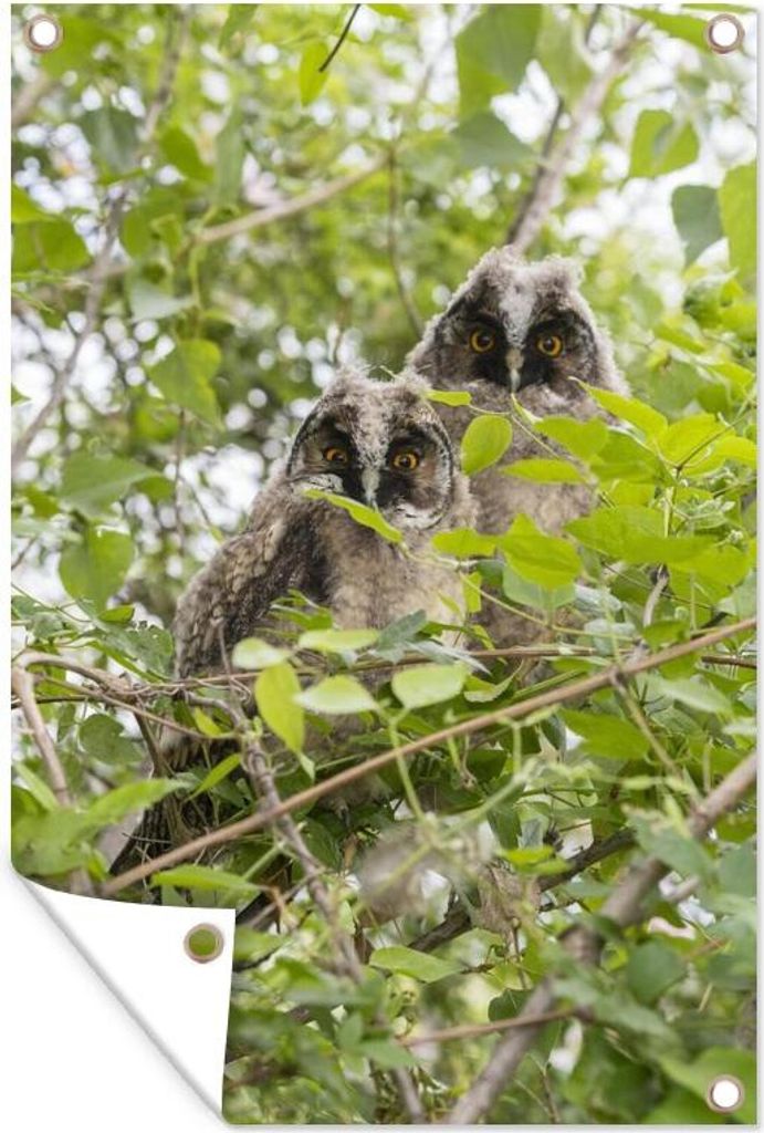 MuchoWow 40x60 cm Outdoor-Poster Gartendeko Sichtschutz Garten Poster für den Garten Zwei Waldohreulen sitzen zwischen den Bäumen