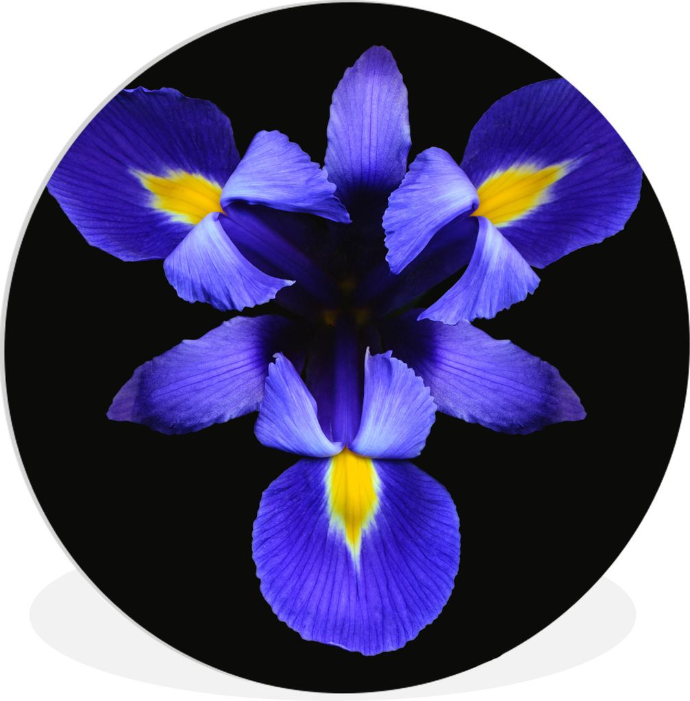 MuchoWow Rundes Wandbild - Runde Bilder Blaue Iris Nahaufnahme Ø 90 cm Kreis Wanddekoration Kunststoff - Wandkreis - Wandschmuck - Wand-Kreis - ...