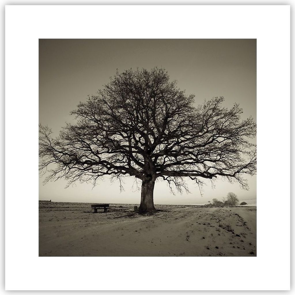 Poster - Poster ohne Rahmen - Baum Schnee Sepia - 30x30 cm - Wand Bild - Wanddeko - Wandbilder - Kunstposter - Wandposter - Bilder - Kunstdruck - W...