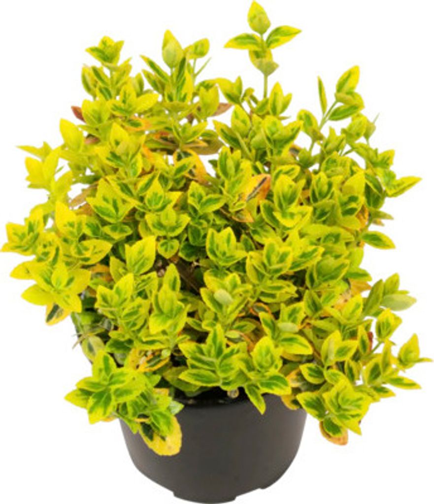 Brslen Fortuneův žlutě panašovaný FloraSelf Euonymus Obrázek produktu 