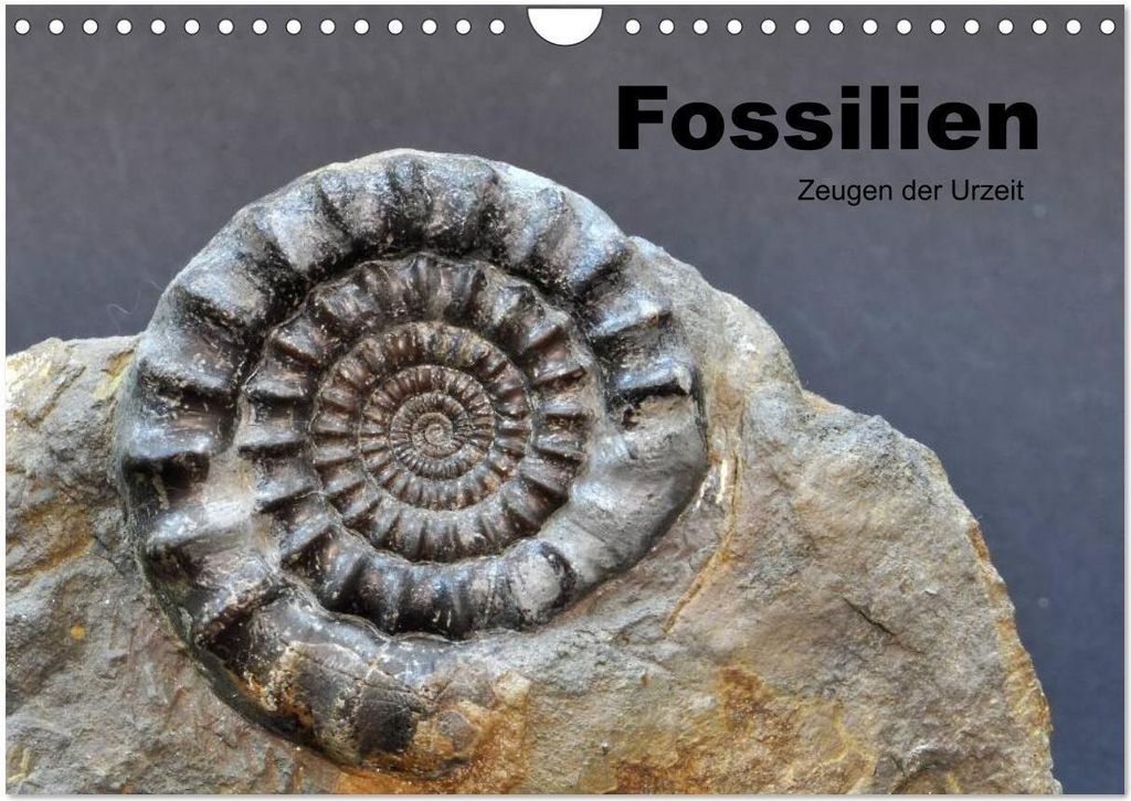 Fossilien - Zeugen der Urzeit (Wandkalender 2026 DIN A4 quer), CALVENDO Monatskalender