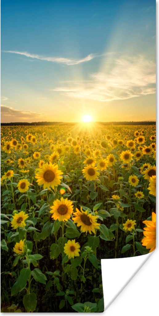 MuchoWow Poster Sonnenuntergang - Blumen - Sonnenblume - Horizont - Landschaft 60x120 cm - Wandschmuck
