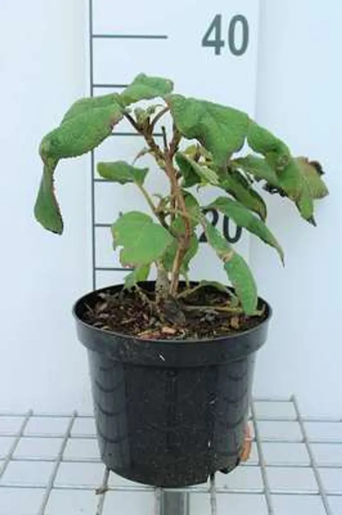 Hortensia Arbustif Macrophylla - Plante de Terre de Bruyère 25-30cm