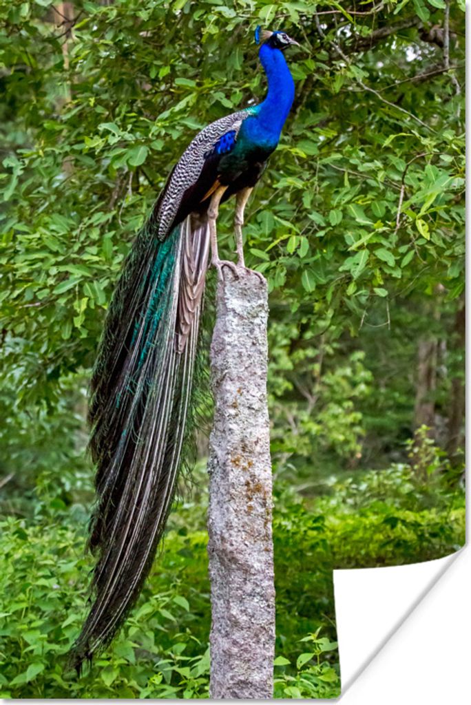 MuchoWow Poster Pfau - Wald - Zweig 60x90 cm - Wanddekoration