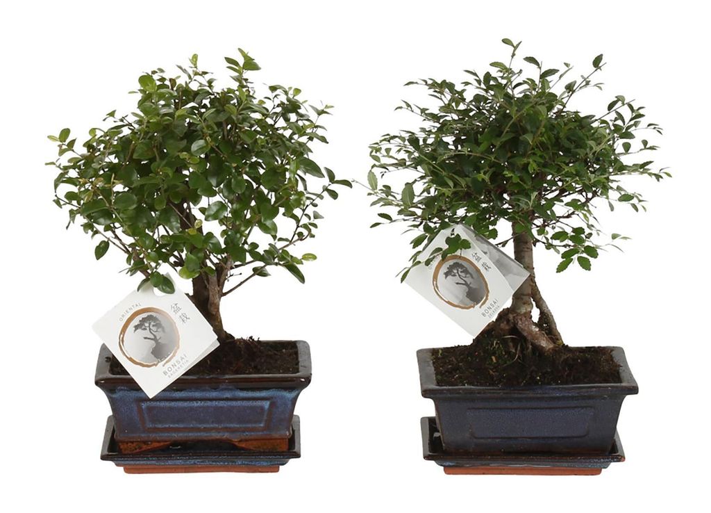 Zynesflora Echter Bonsai Baum Keramik Schale - 2 Stück - Höhe: 25-30 cm - Feng Shui Zen Bonsai Meditation Dekoration