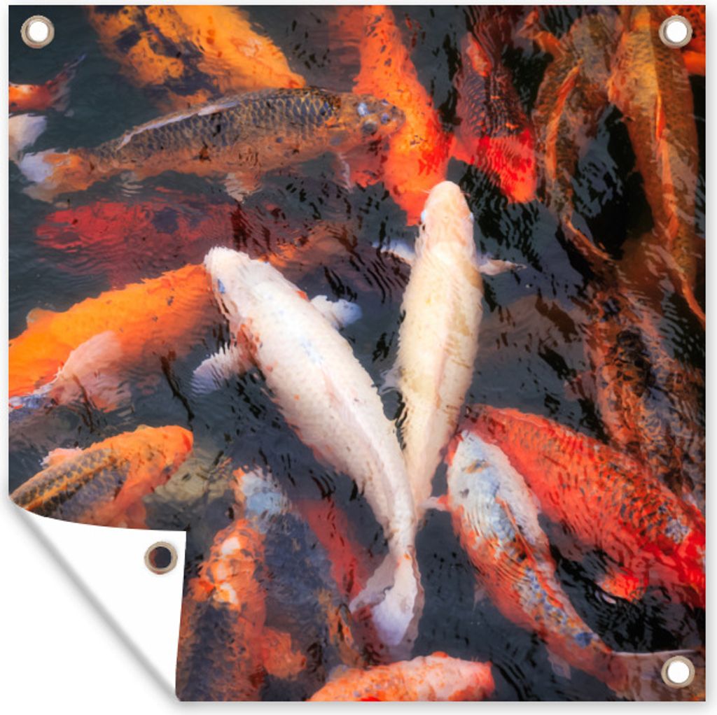MuchoWow 50x50 cm Outdoor-Poster Gartendeko Sichtschutz Garten Poster für den Garten Ein Teich mit Koi-Karpfen von oben