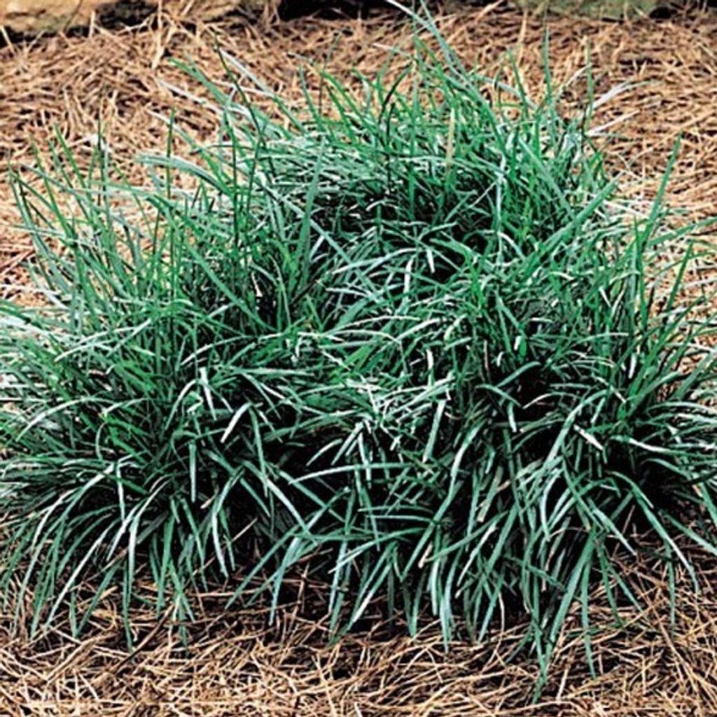 6 x Kleiner-Garten-Schlangenbart - Ophiopogon japonicus 'Minor' | Topf 9cm x 9cm