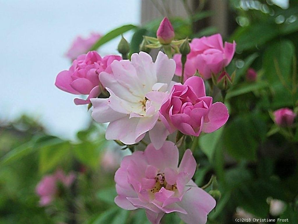Ramblerrose Apple Blossom, Luther Burbank, 1932, Multiflora - Co. 5 L