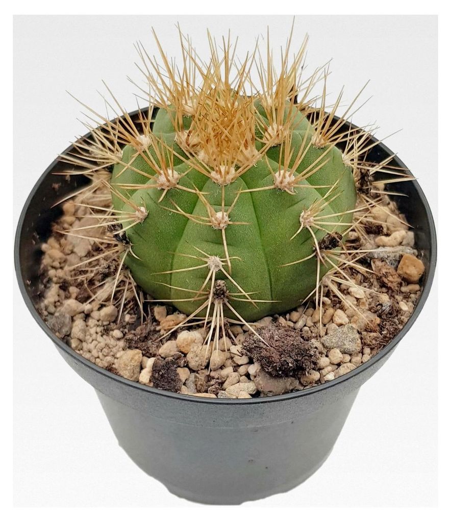 Gymnocalycium chacoense - Gymnocactus - exotische Produktbild 