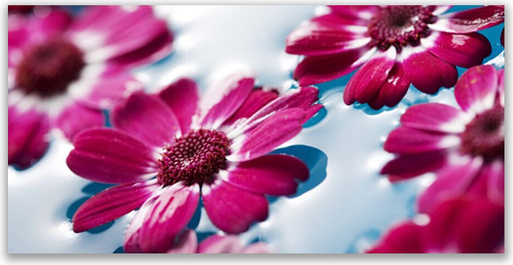 Glasbilder 140x70 Wandbild Druck auf Glas Blumen Pflanzen