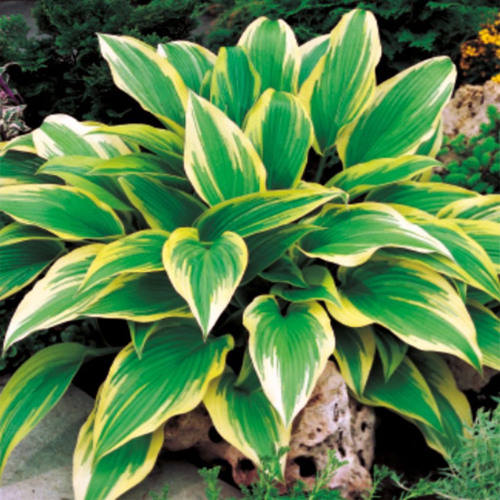 Hosta Funkia da giardino Aureomarginata 1 pz. Piantina Immagine del prodotto 